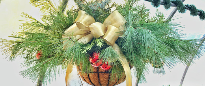 Carp Christmas Hanging Basket